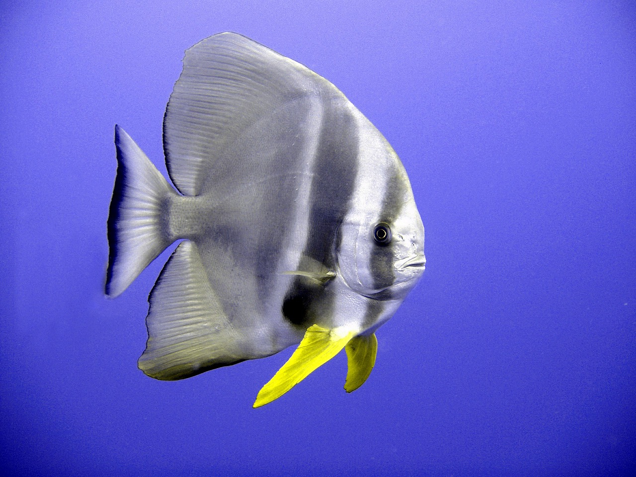 Aquarium vissen - Diverse soorten en maten - alles kan samen