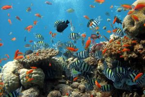 aquarium blog