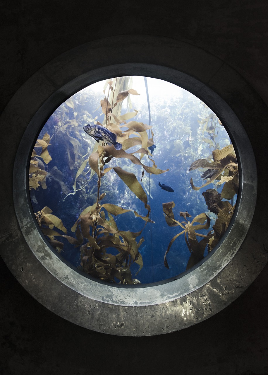 Aquarium achterwand - Talloze opties - Van simpele posters tot