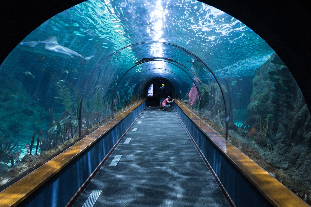 Recensie Absoluut veiligheid Aquarium groot - Lees hier welke vissen perfect passen